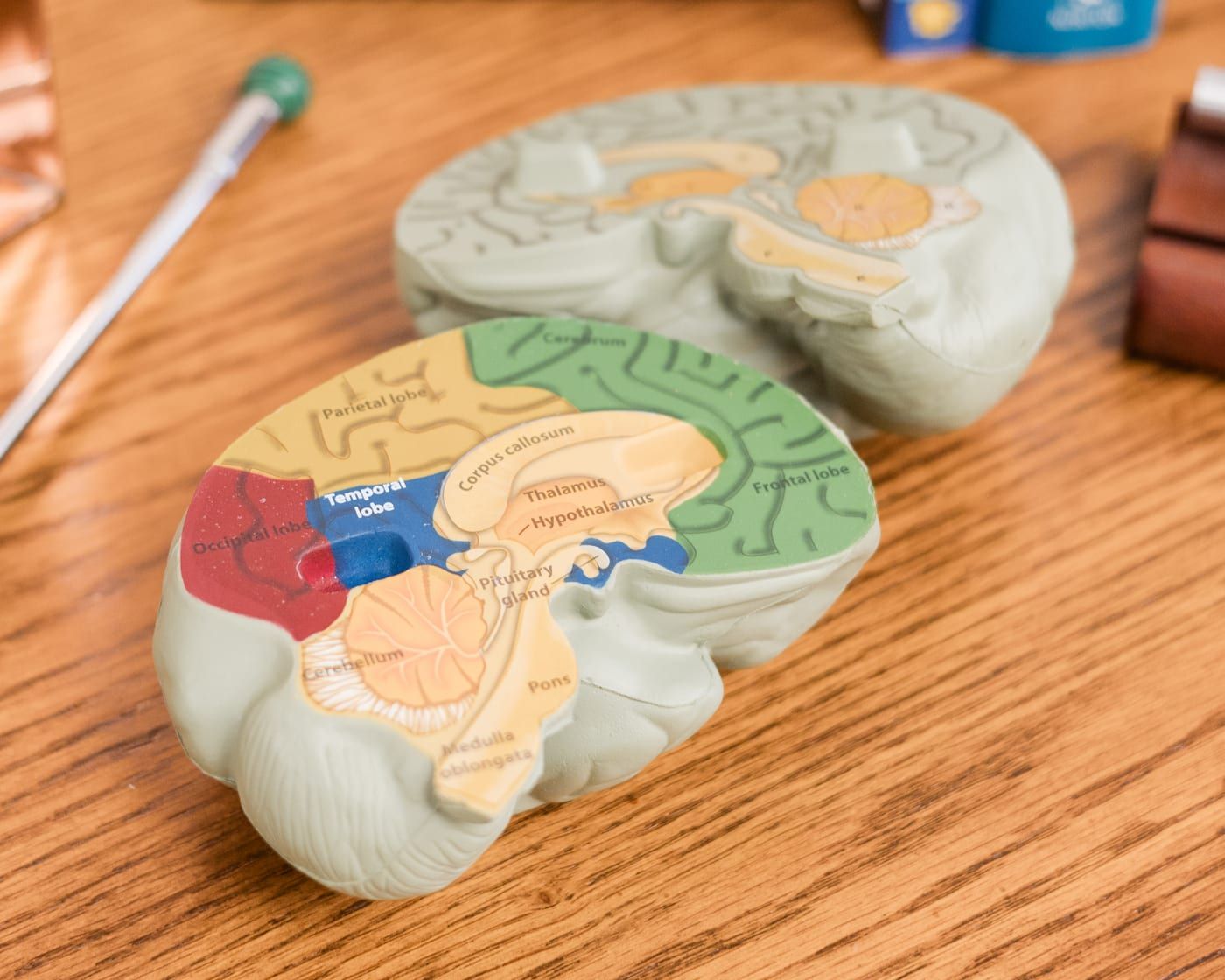 Close-up of a color-coded brain model with labeled regions and a slim metal pointer on a wooden table
